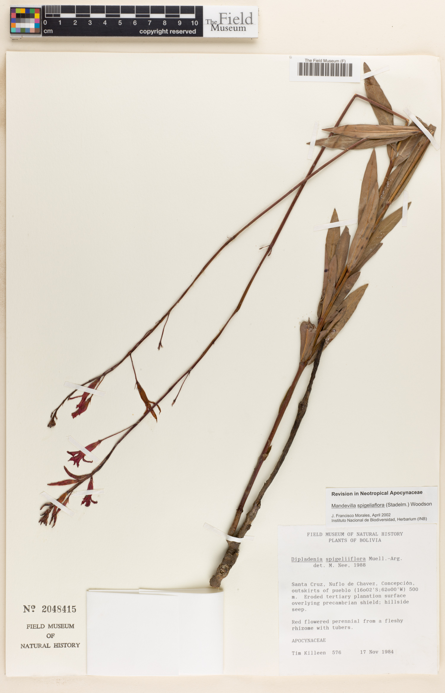 Mandevilla spigeliiflora image