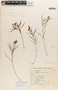 Mandevilla tenuifolia image