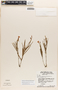 Mandevilla tenuifolia image