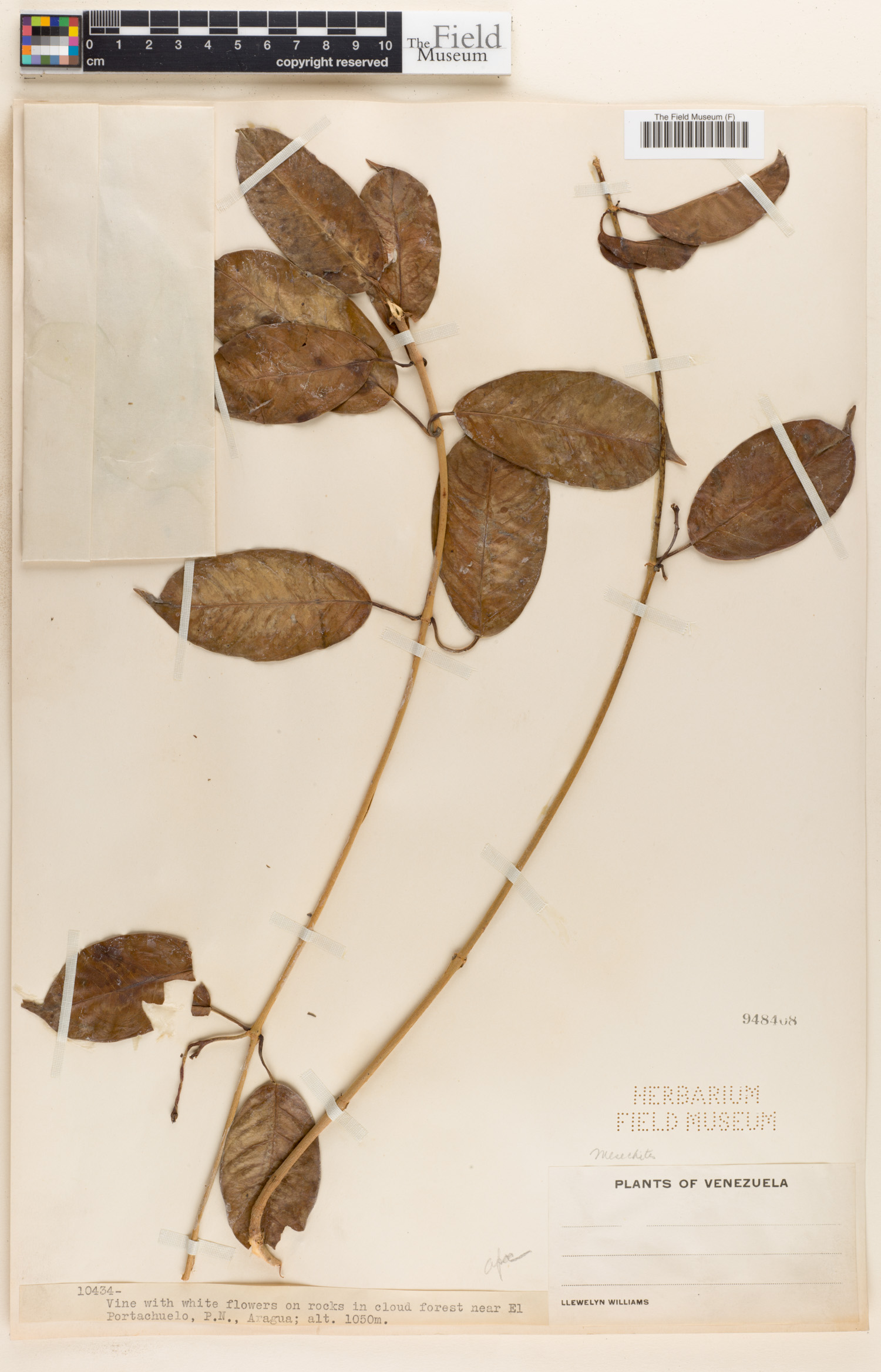 Chamaerops image