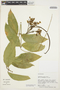 Prestonia annularis image