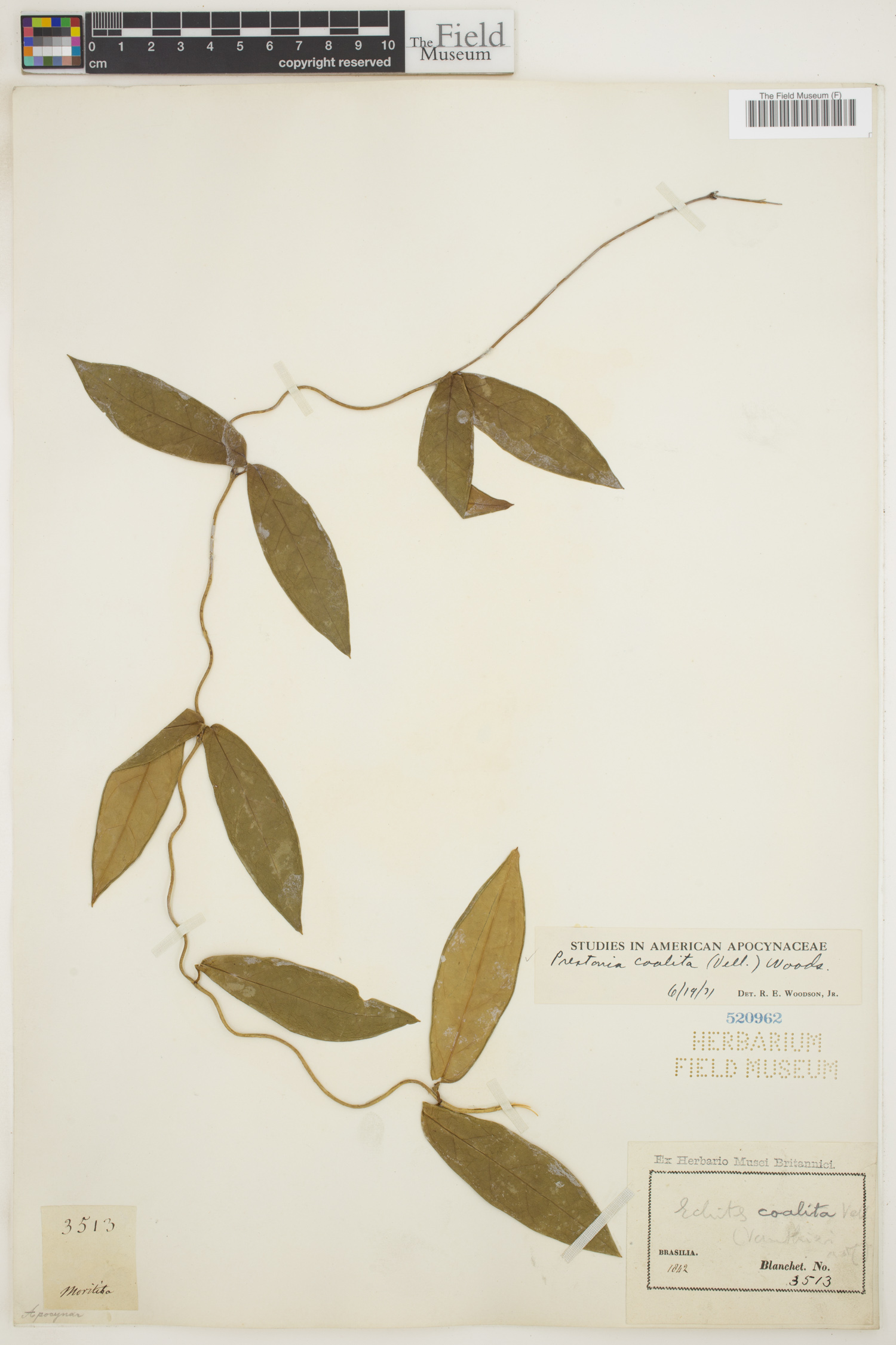 Prestonia coalita image