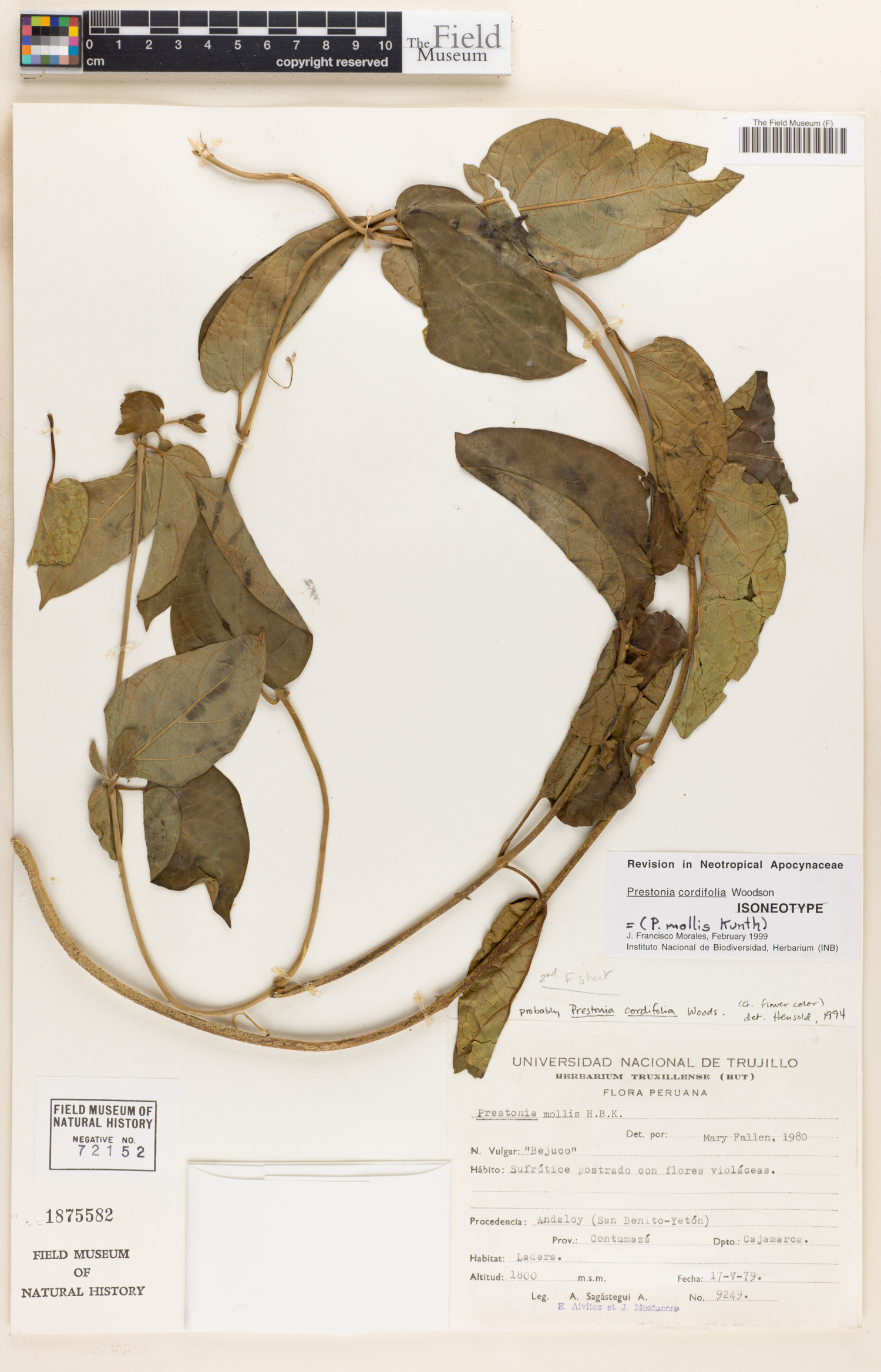 Prestonia cordifolia image