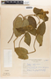 Prestonia cordifolia image