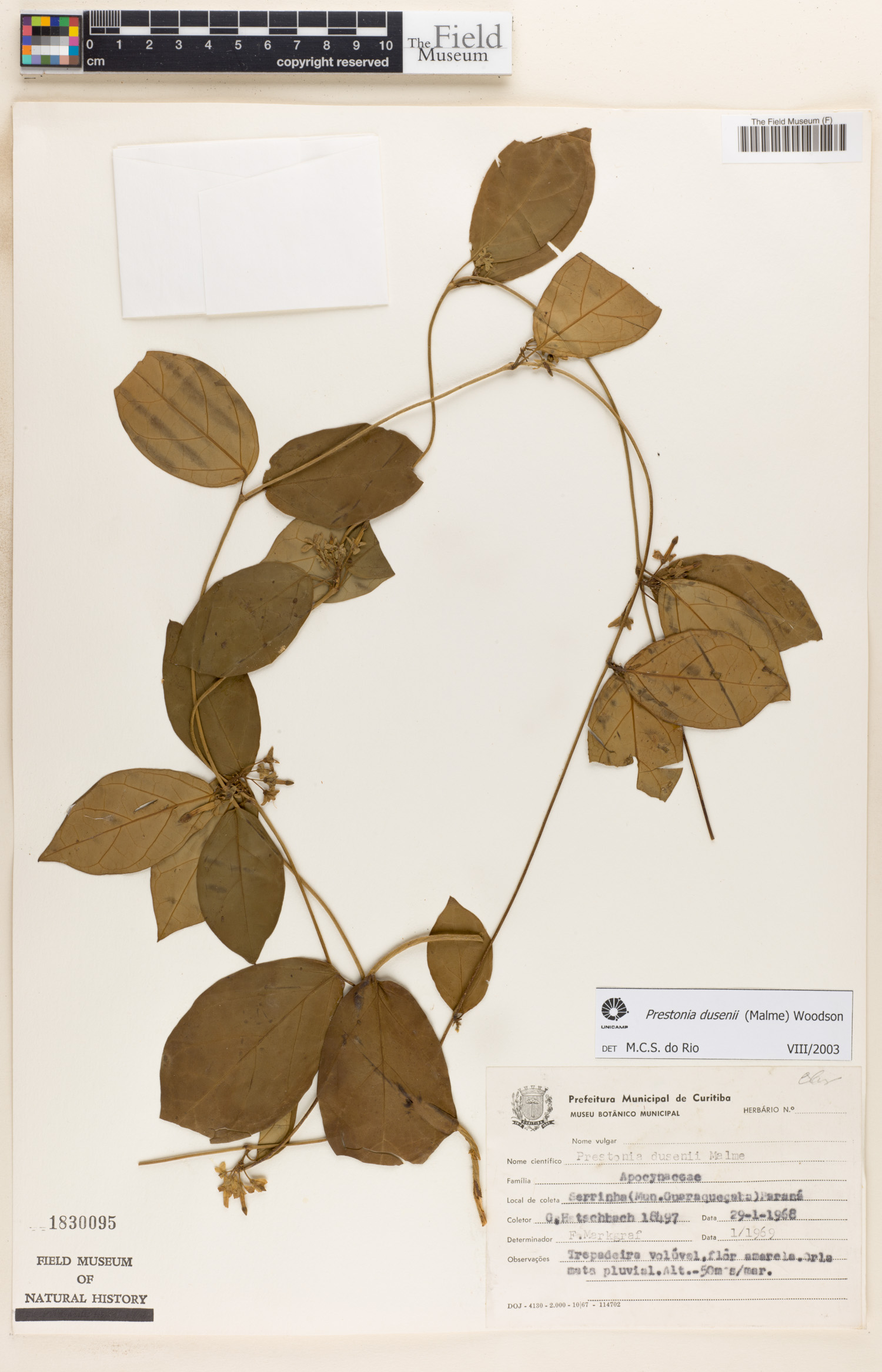 Prestonia dusenii image