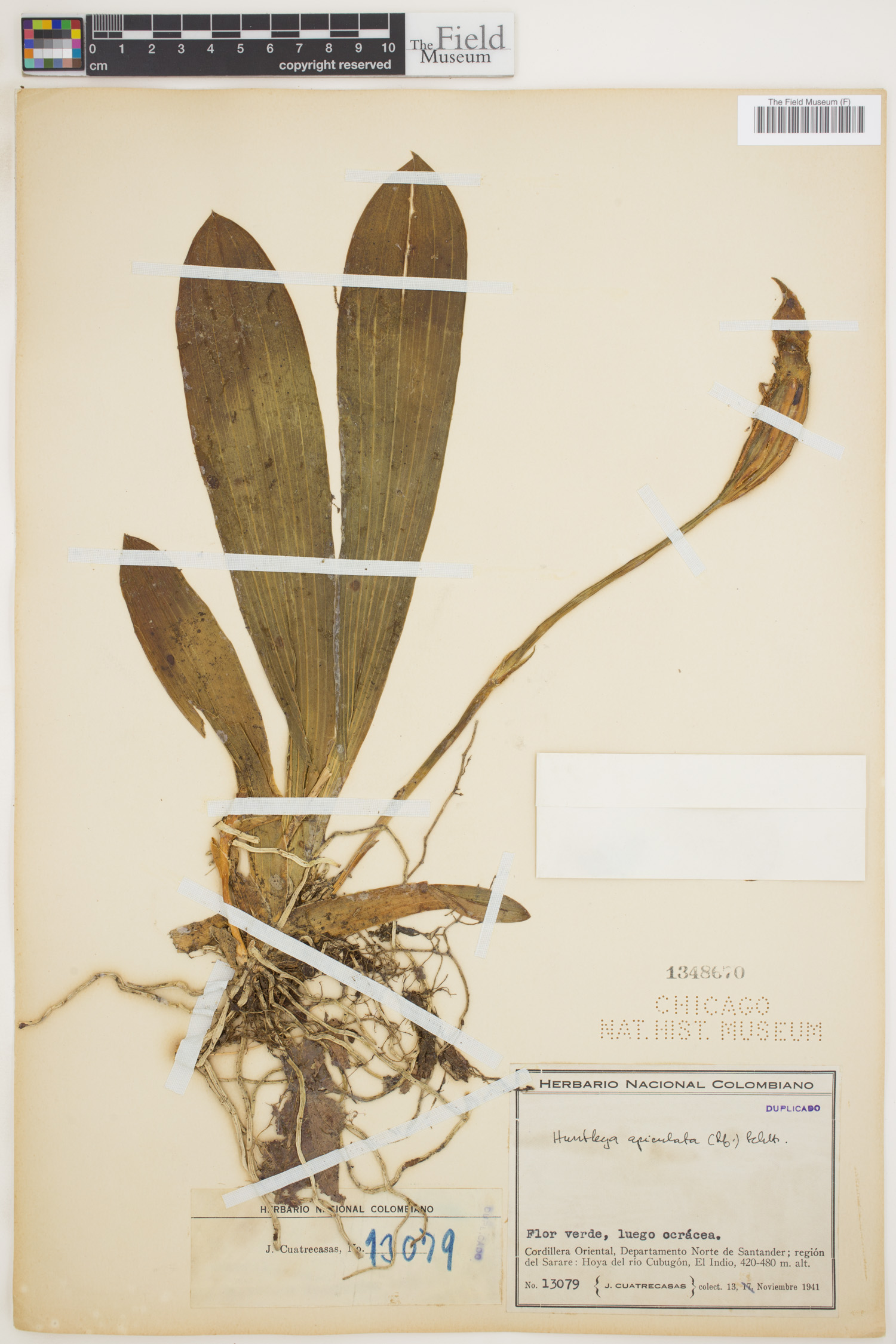 Huntleya apiculata image