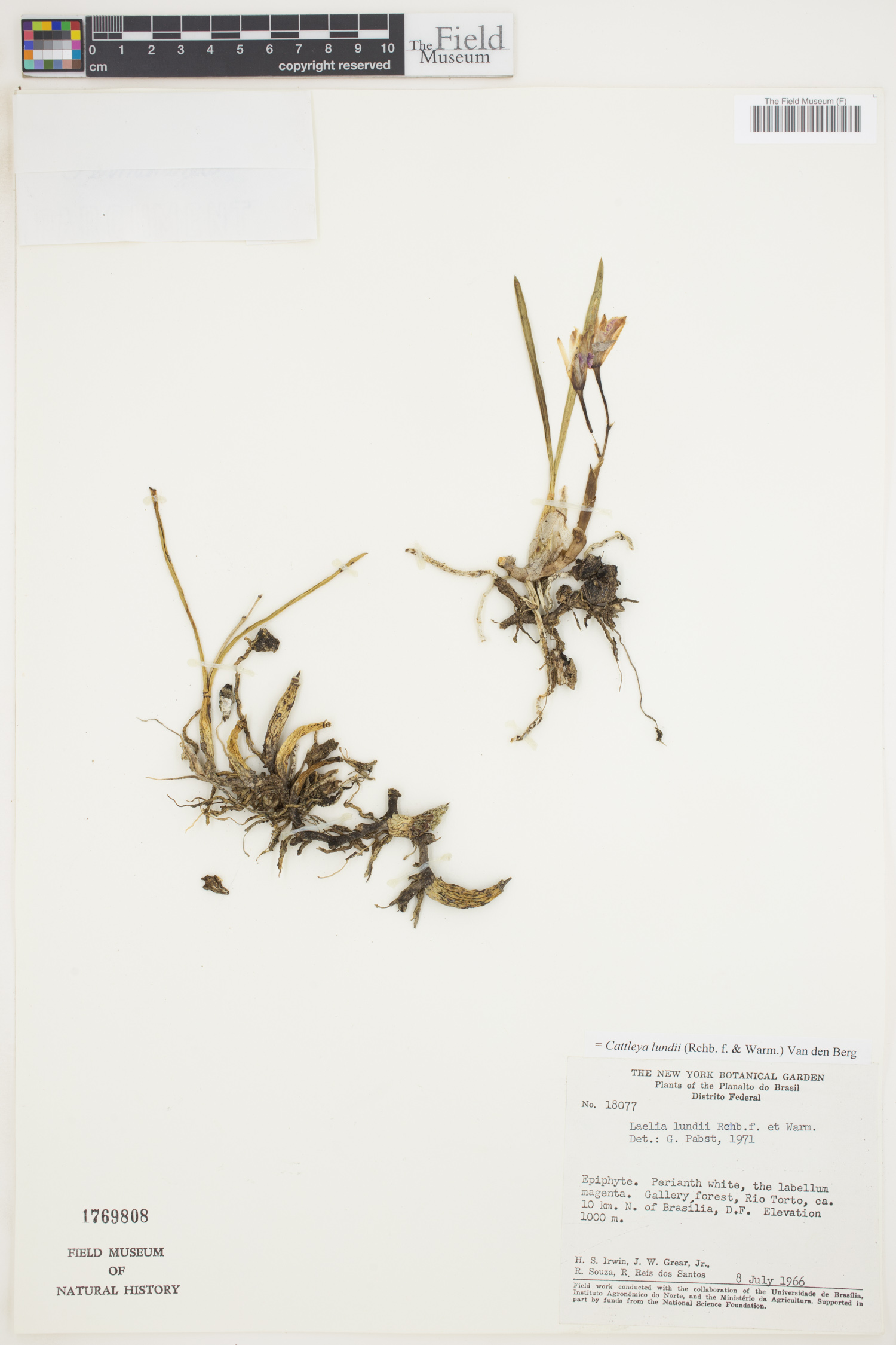 Cattleya lundii image