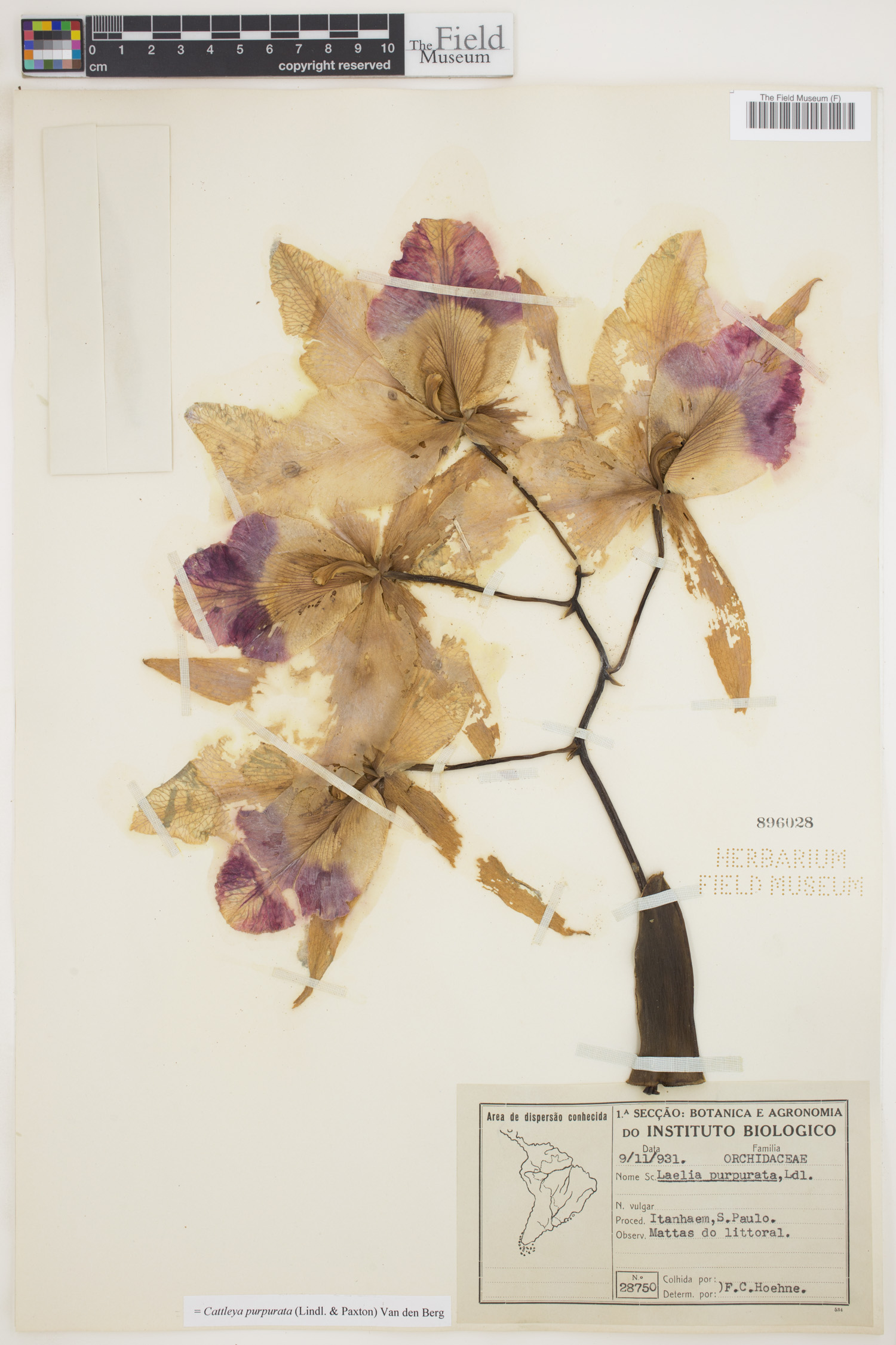 Cattleya purpurata image