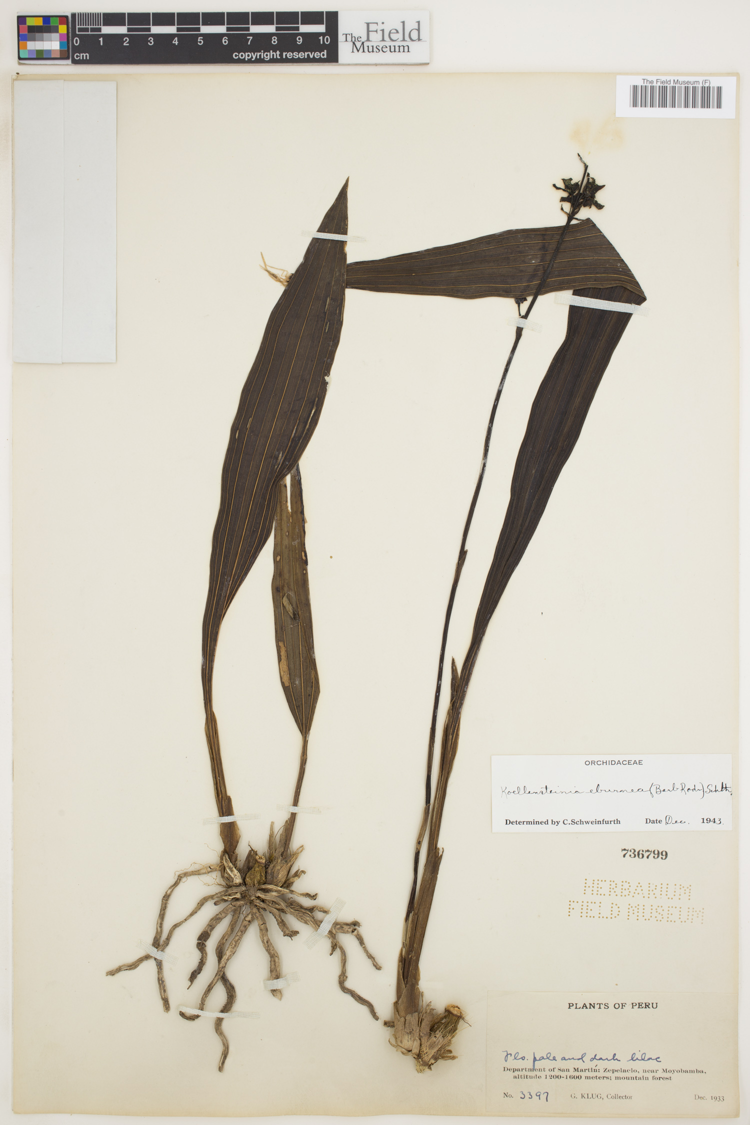 Koellensteinia eburnea image