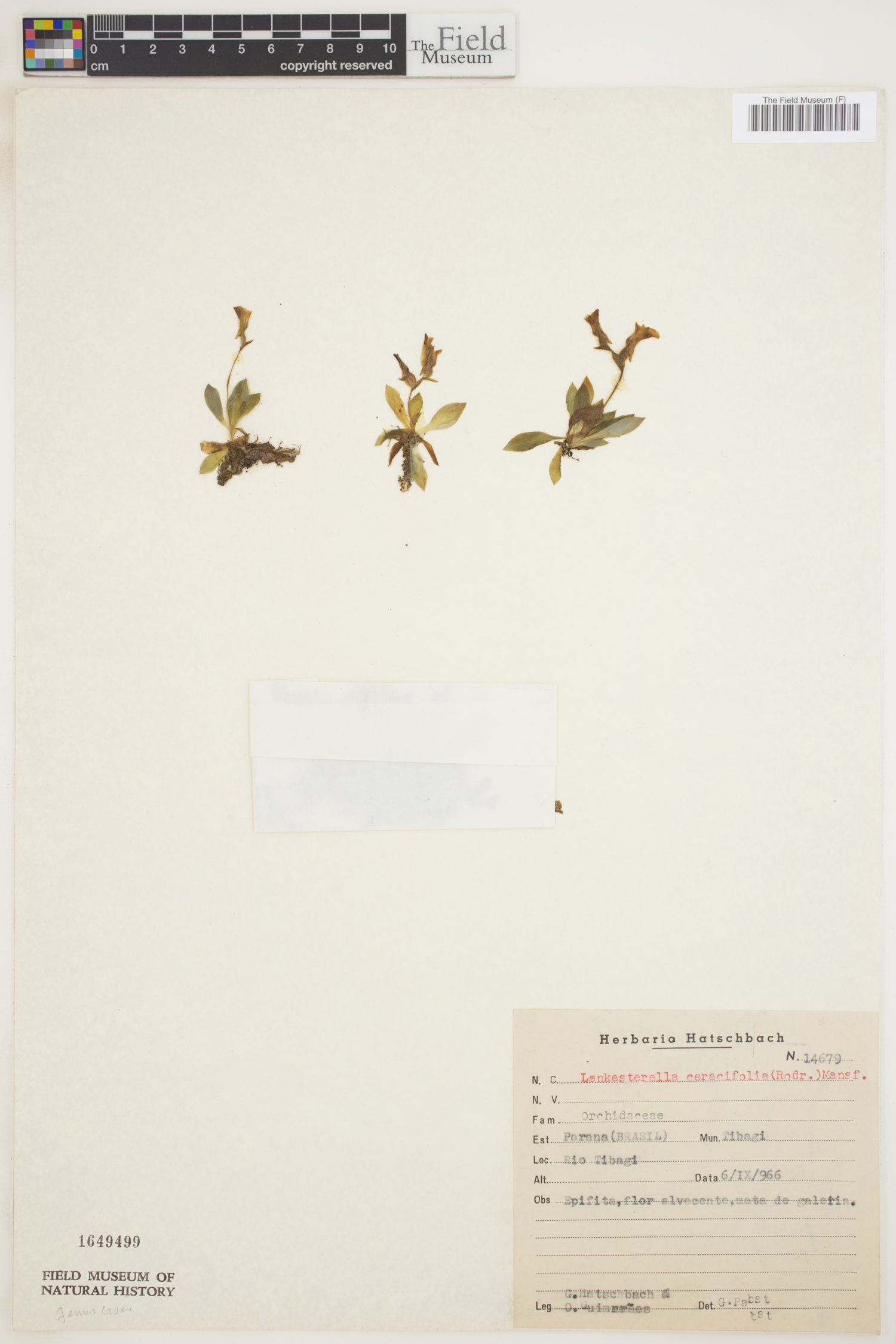Lankesterella ceracifolia image