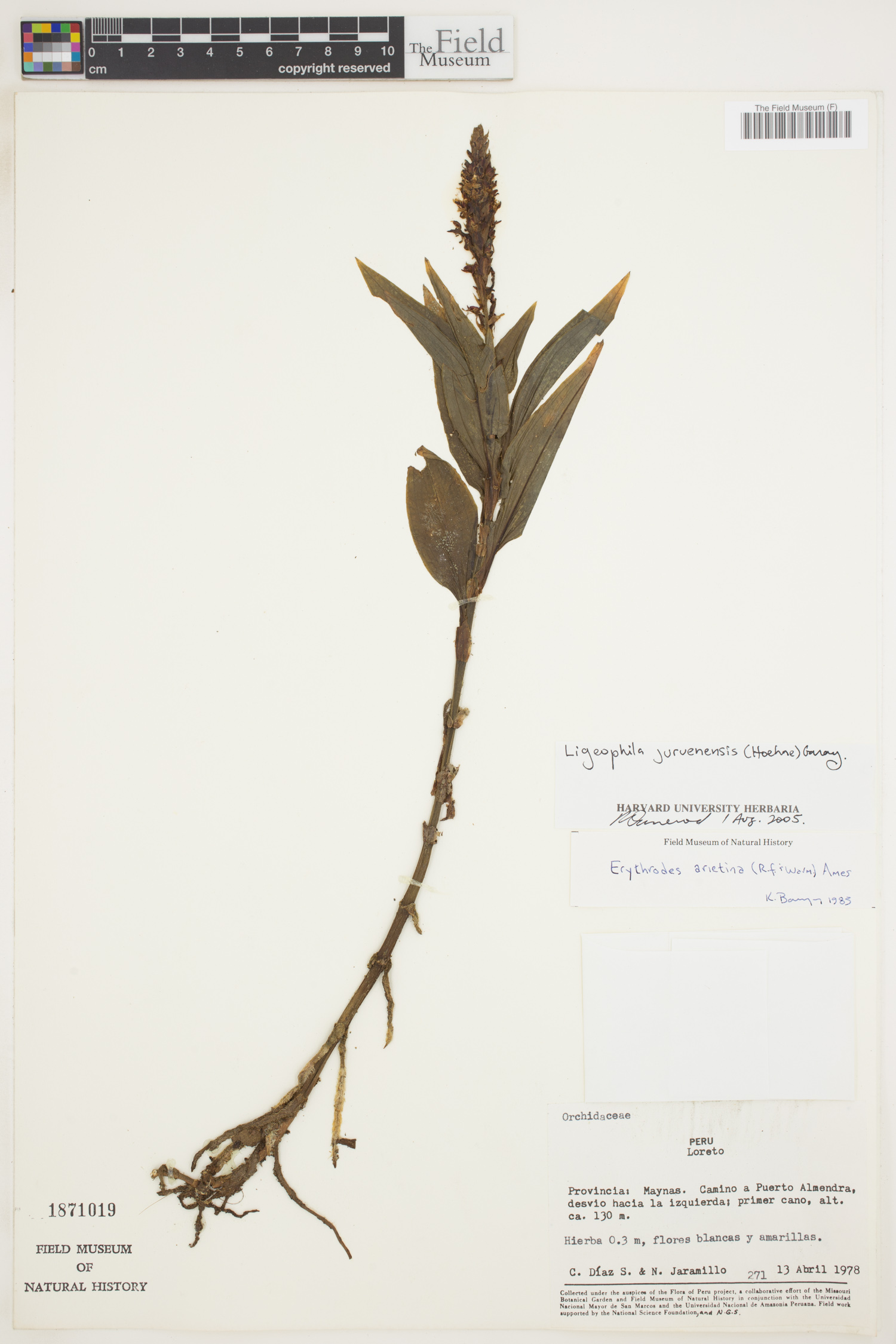 Ligeophila juruenensis image