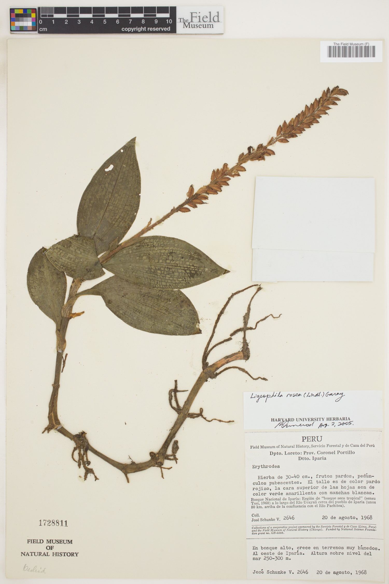 Ligeophila image