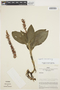 Ligeophila rosea image