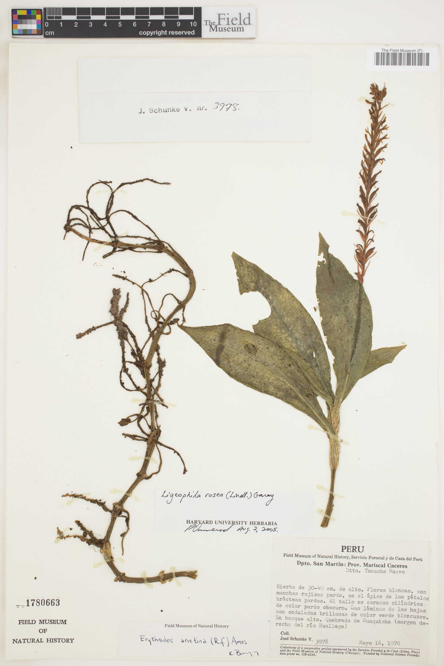 Ligeophila rosea image