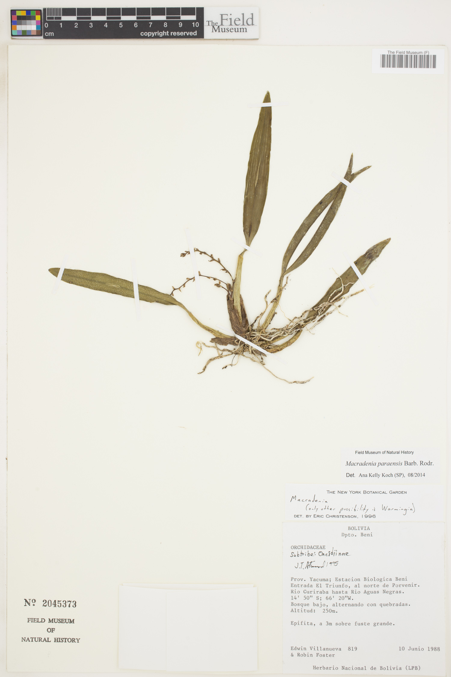Macradenia paraensis image