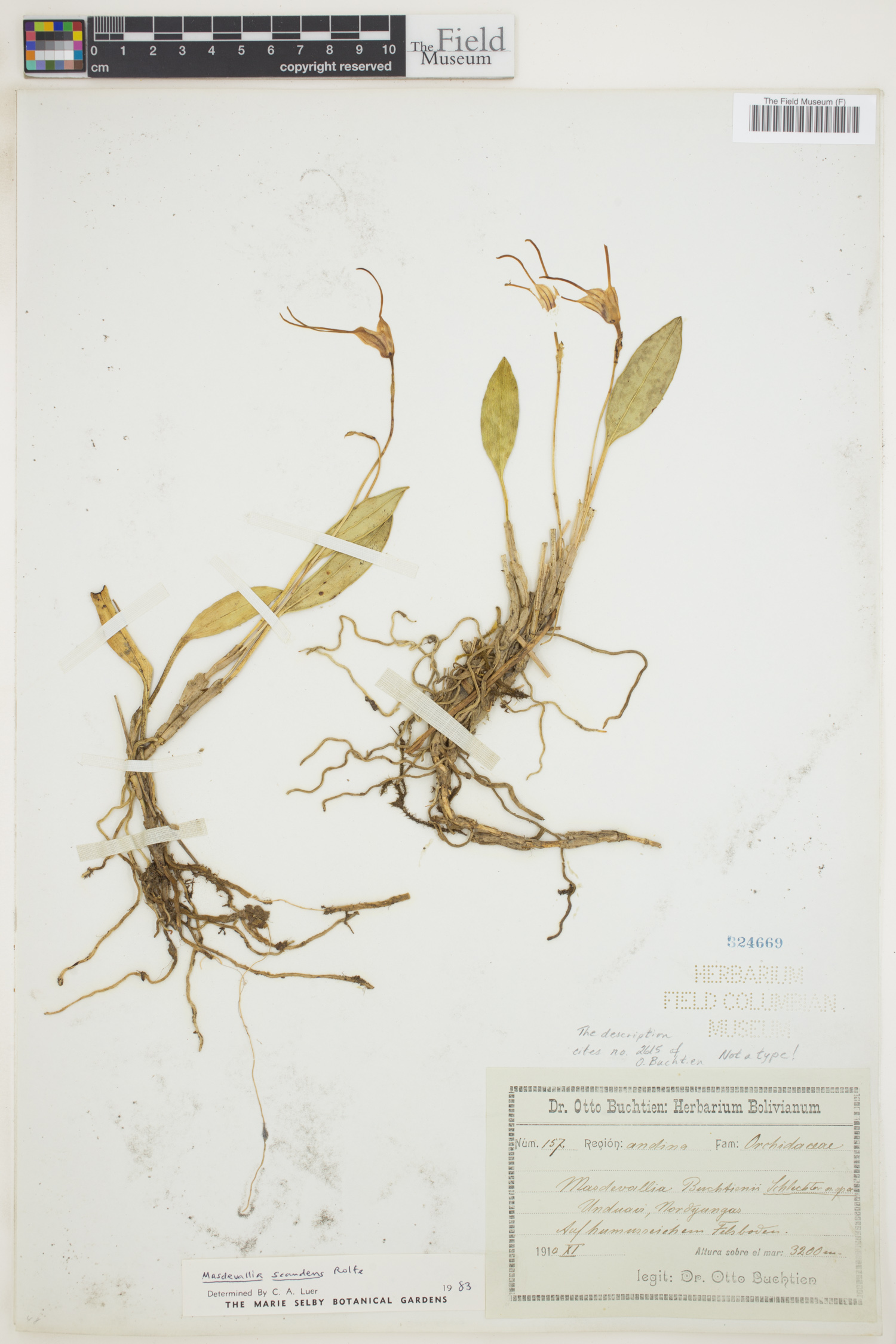 Masdevallia scandens image