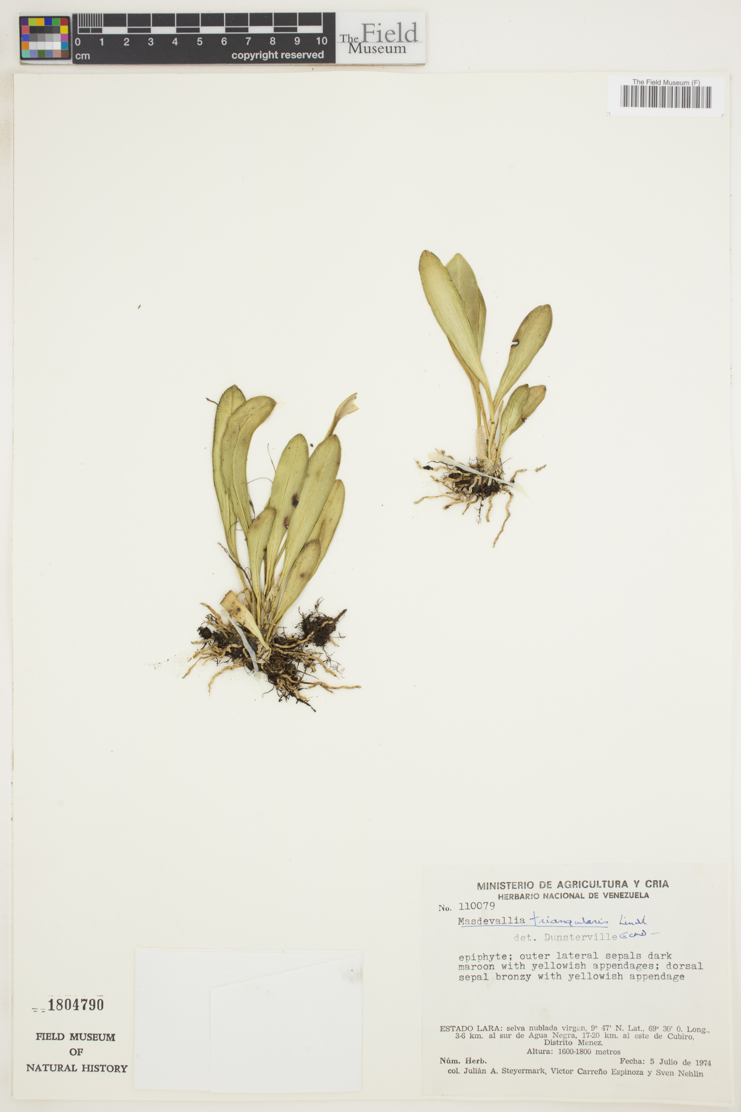 Masdevallia triangularis
