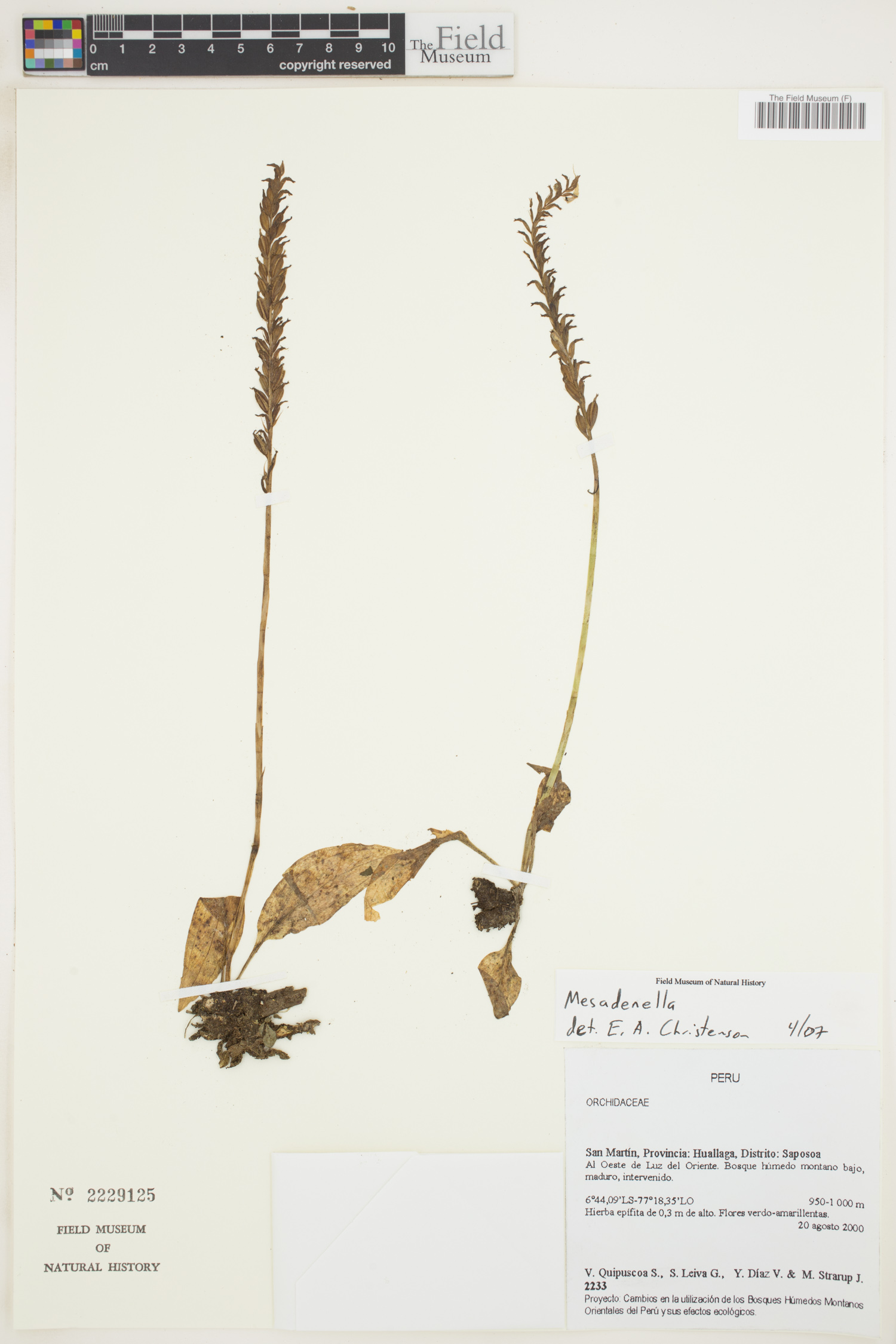 Mesadenella