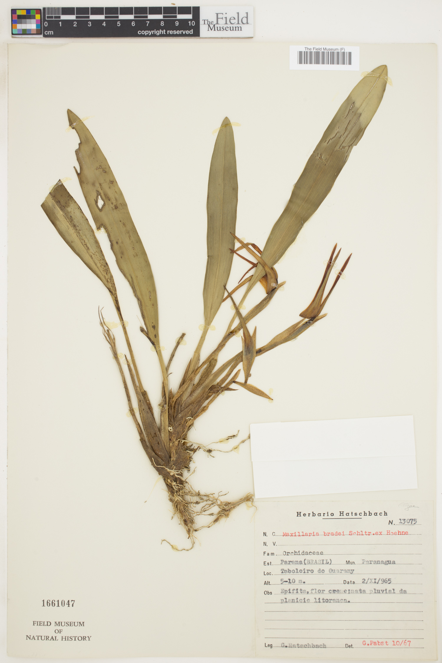 Maxillaria bradei image