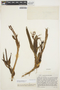 Maxillaria floribunda image