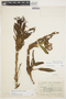 Maxillaria floribunda image