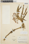 Maxillaria meridensis image