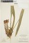 Maxillaria parkeri image