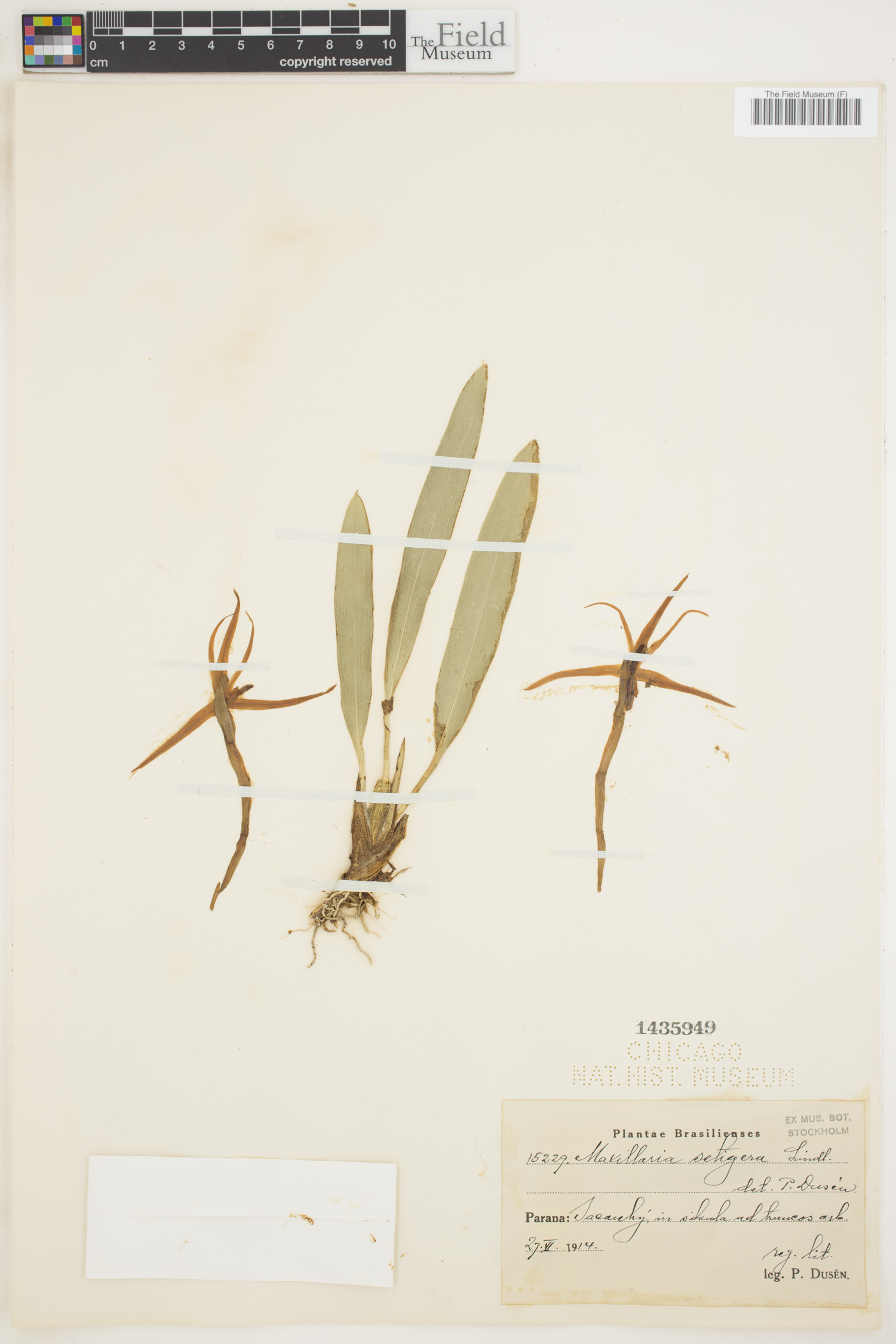 Maxillaria setigera image