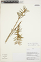 Maxillaria graminifolia image