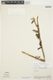 Maxillaria longibracteata image