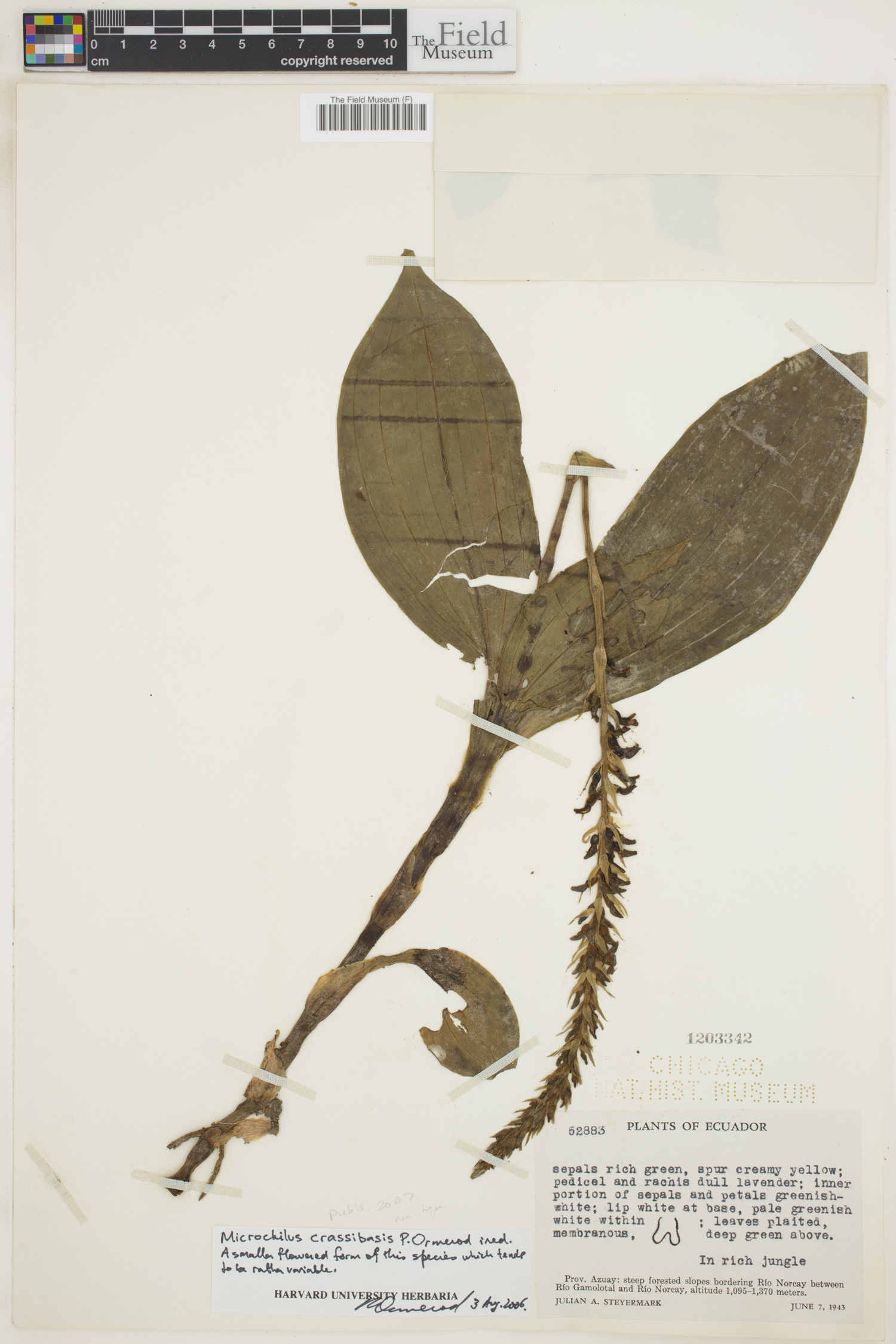 Microchilus image