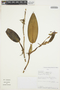 Maxillaria anceschiana image