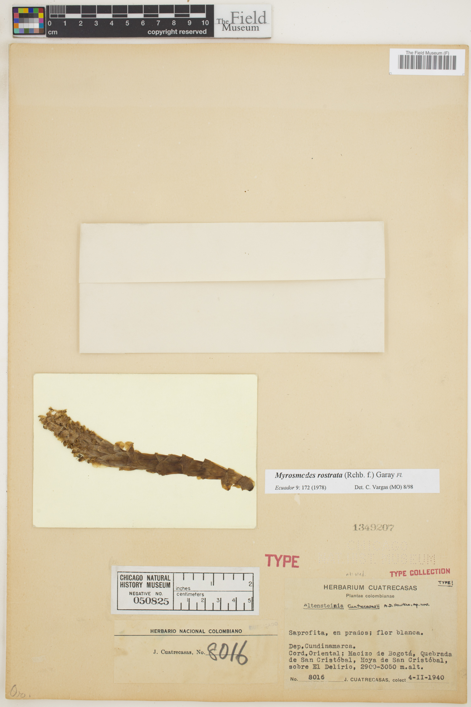 Myrosmodes rostratum image