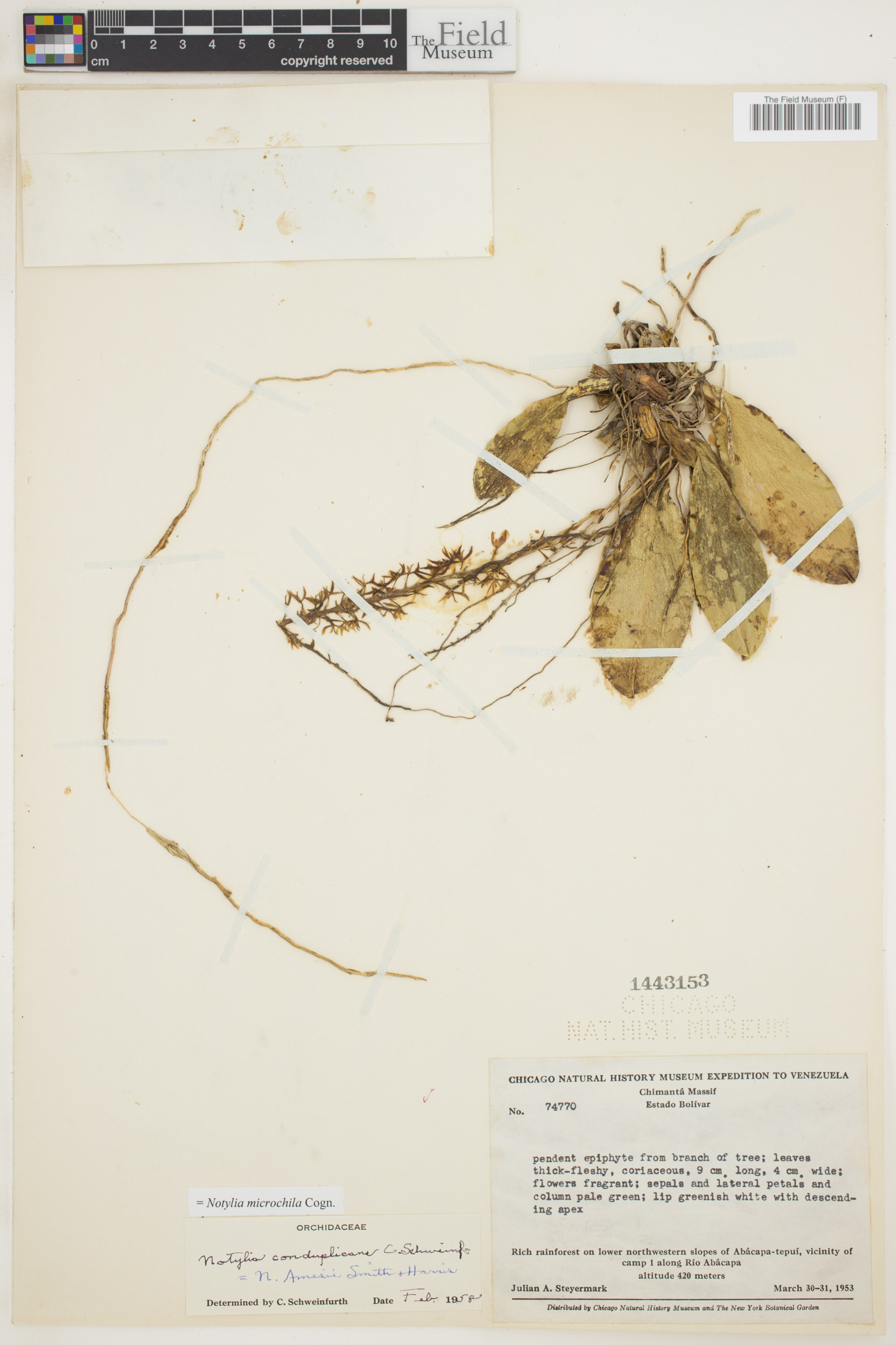 Notylia microchila