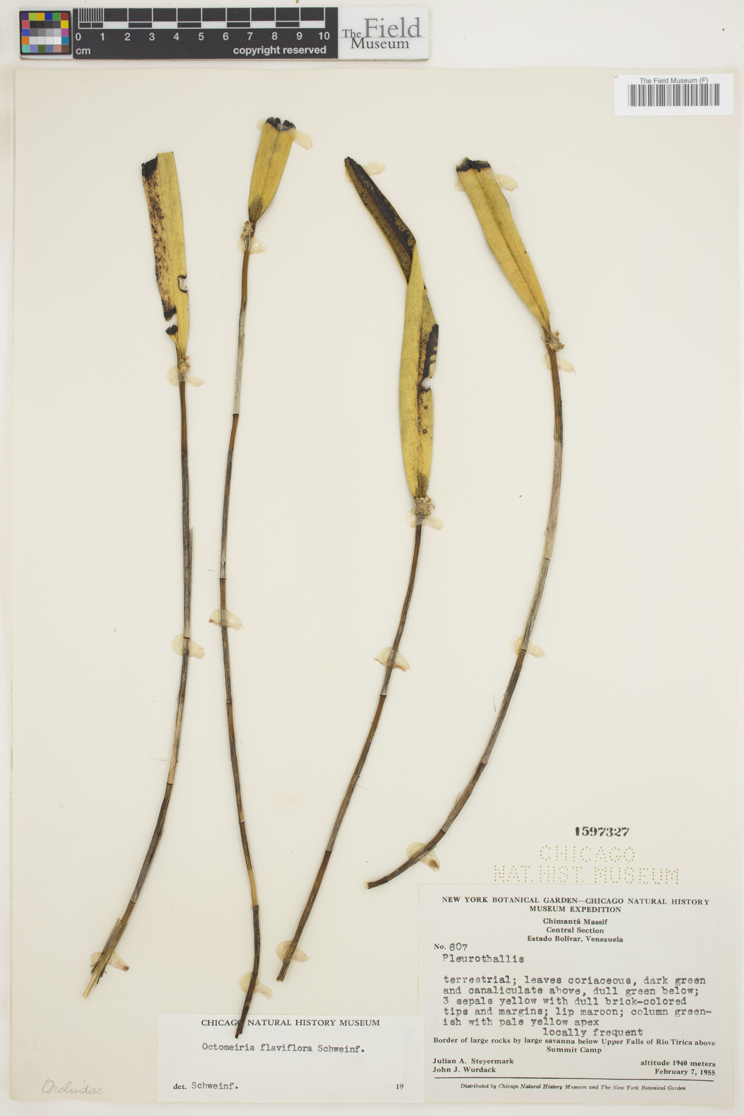 Octomeria flaviflora image