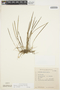 Octomeria linearifolia image