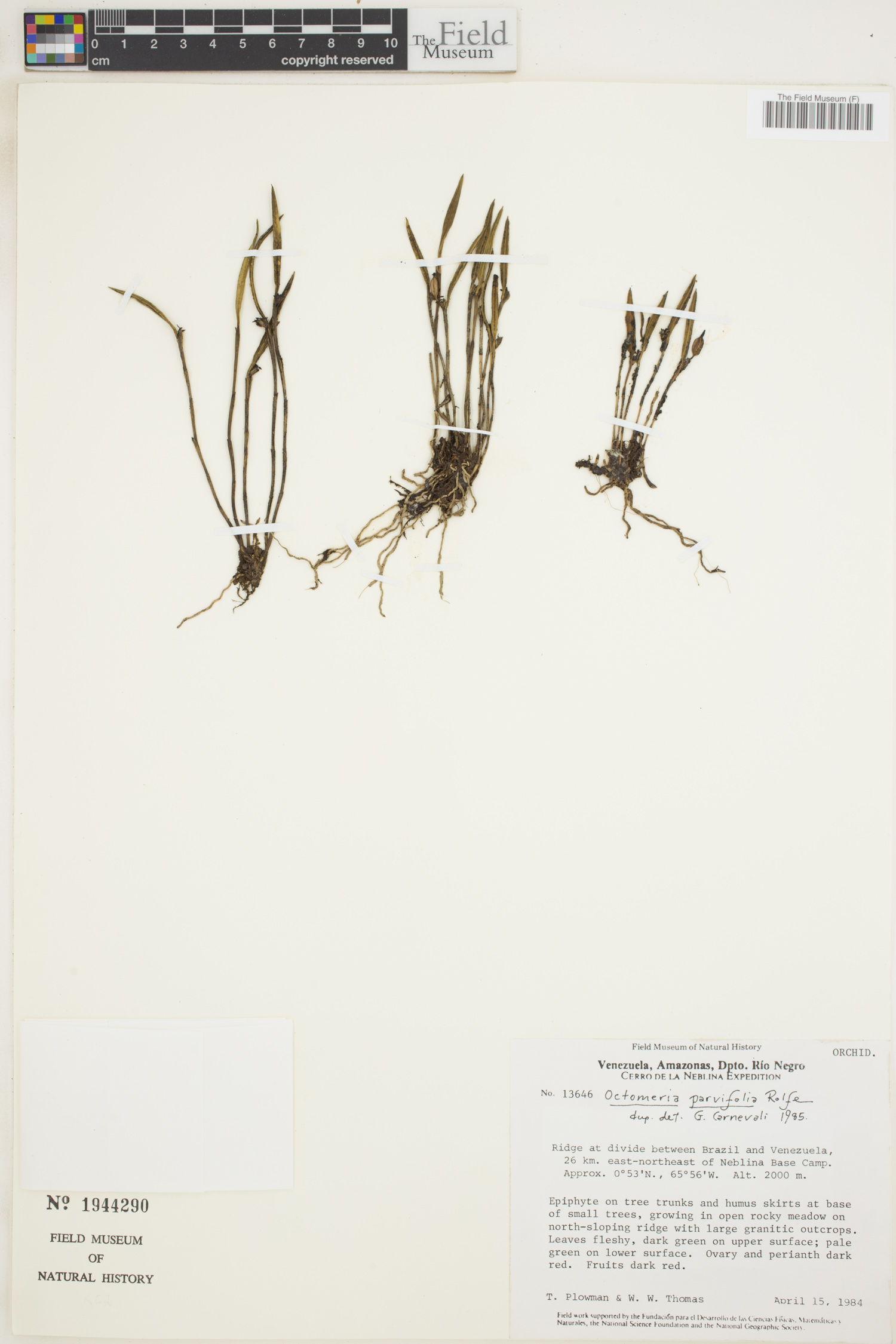Octomeria parvifolia image