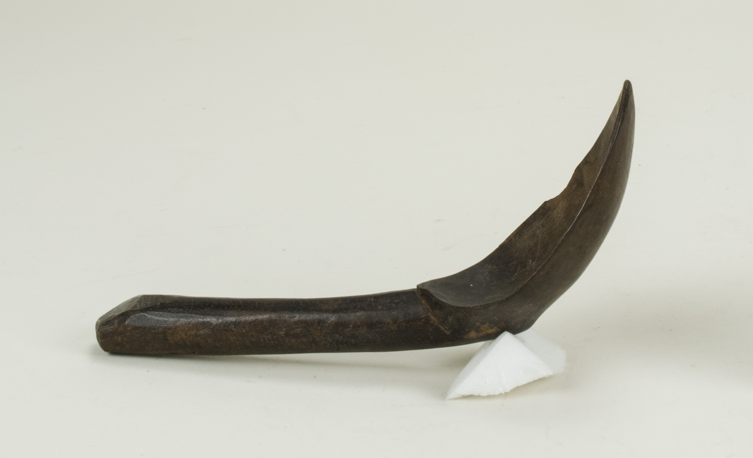 SideNoScale (c) Field Museum of Natural History - CC BY-NC 4.0