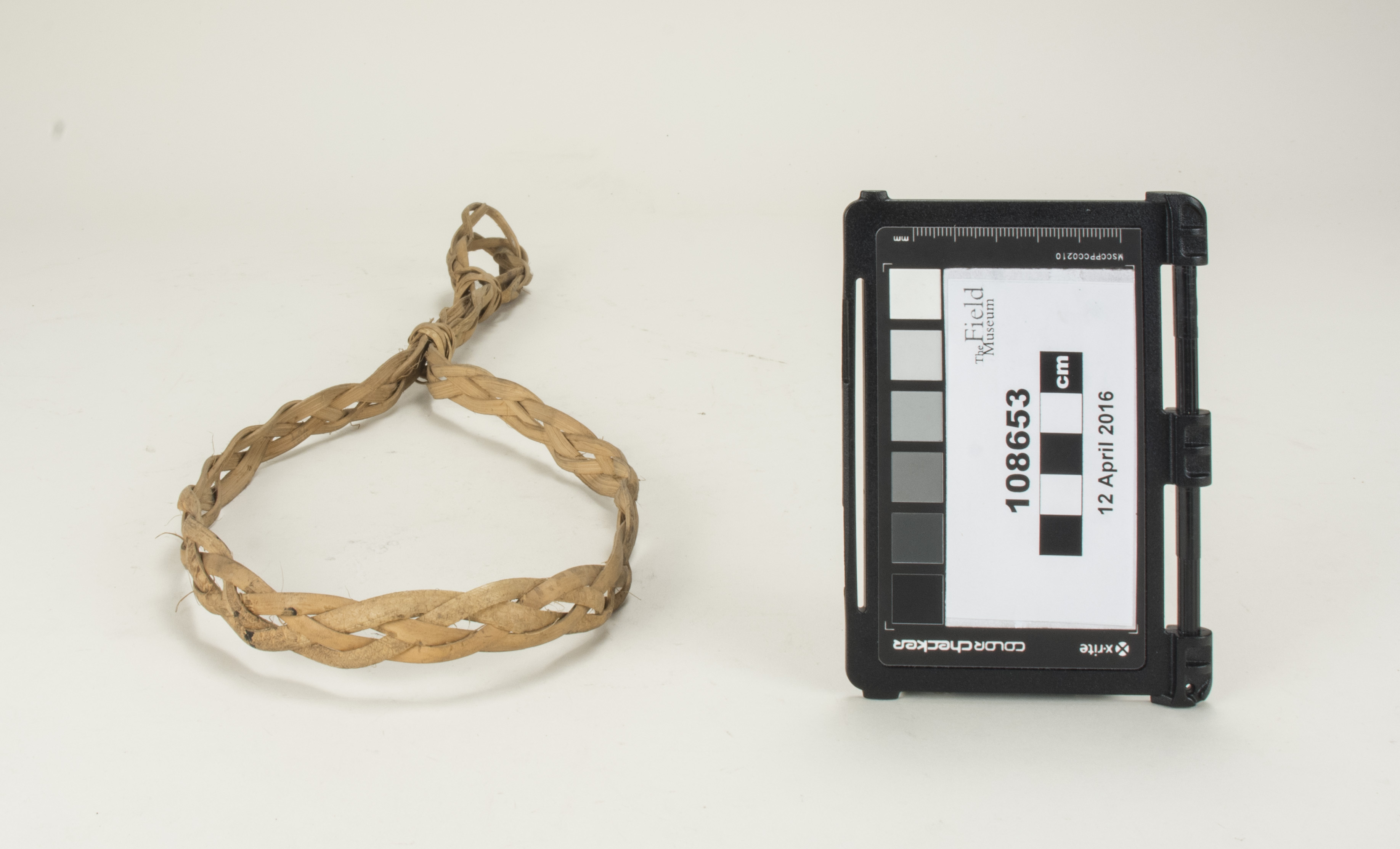 Front (c) Field Museum of Natural History - CC BY-NC 4.0