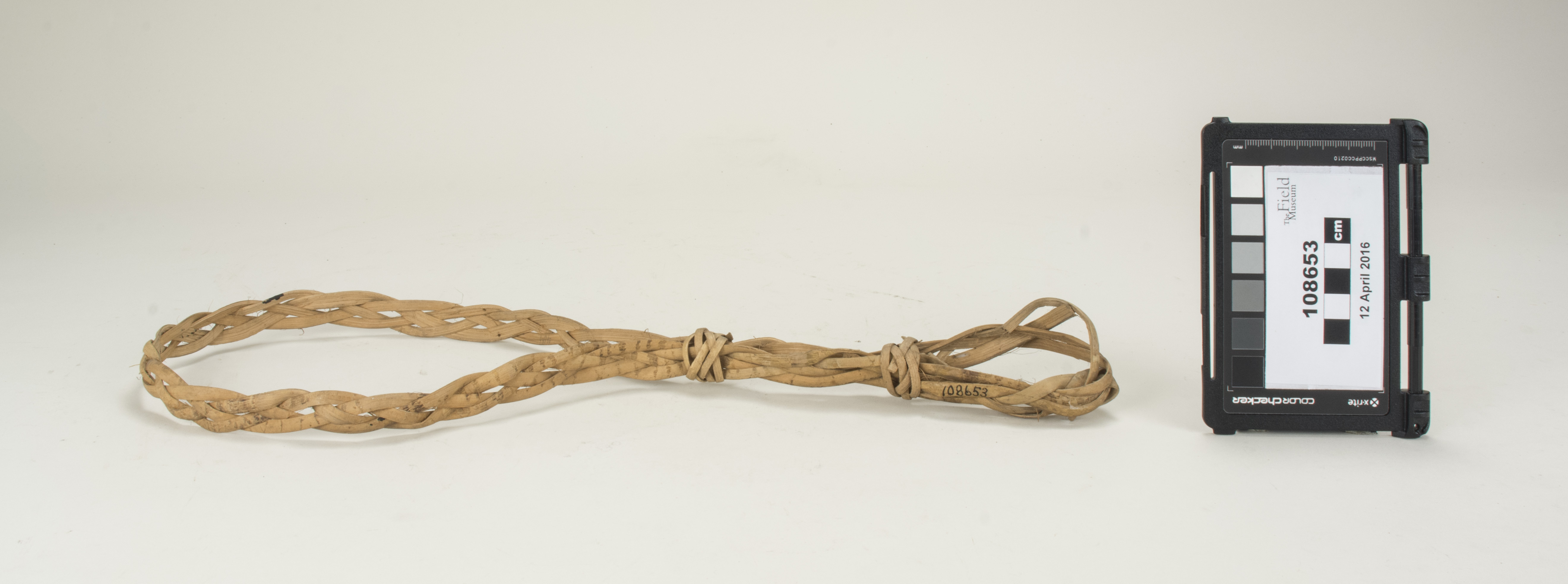 side (c) Field Museum of Natural History - CC BY-NC 4.0