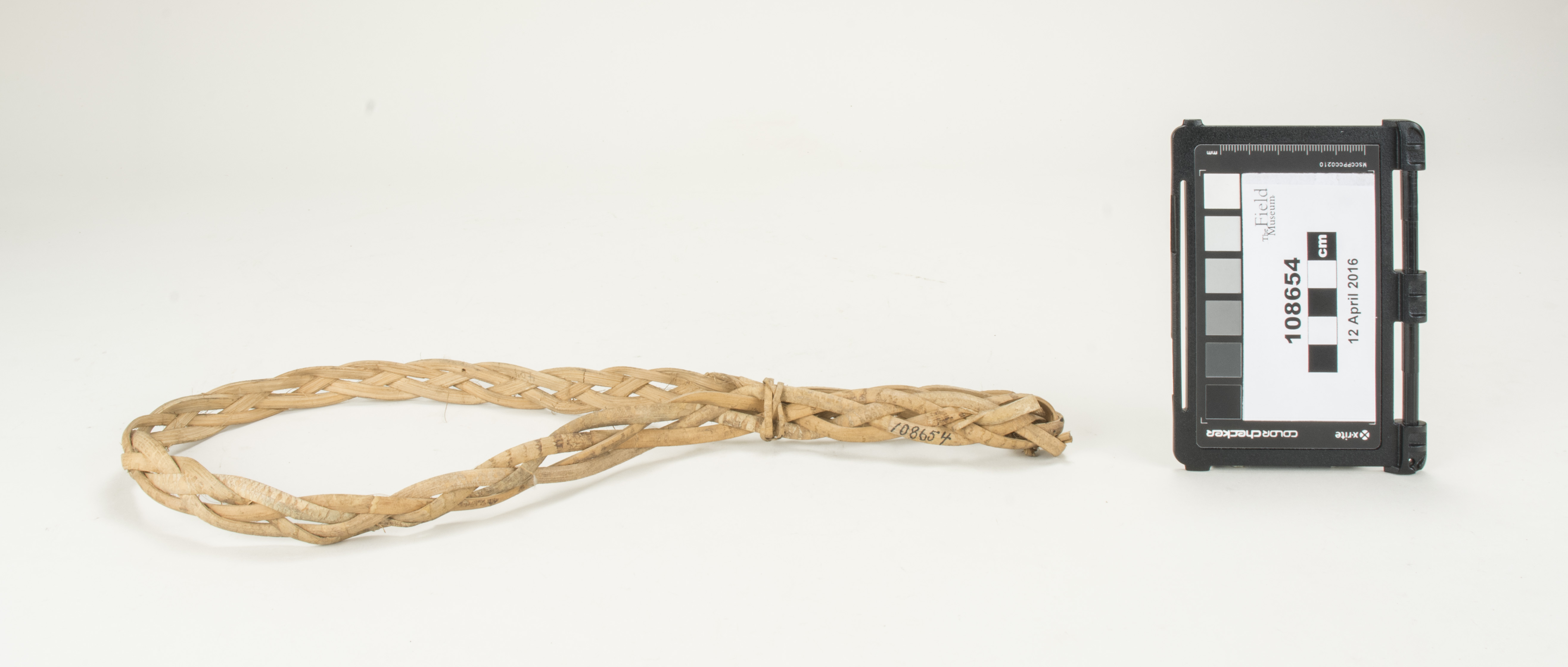 side (c) Field Museum of Natural History - CC BY-NC 4.0