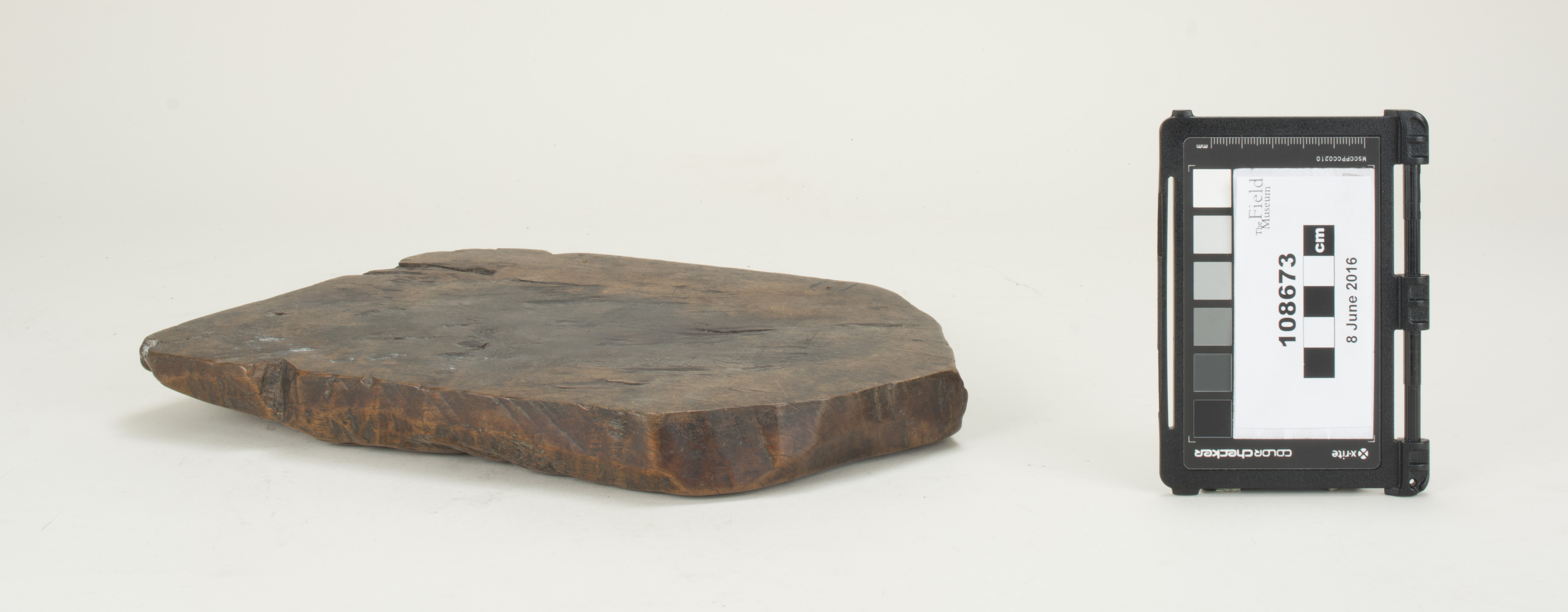 Front (c) Field Museum of Natural History - CC BY-NC 4.0