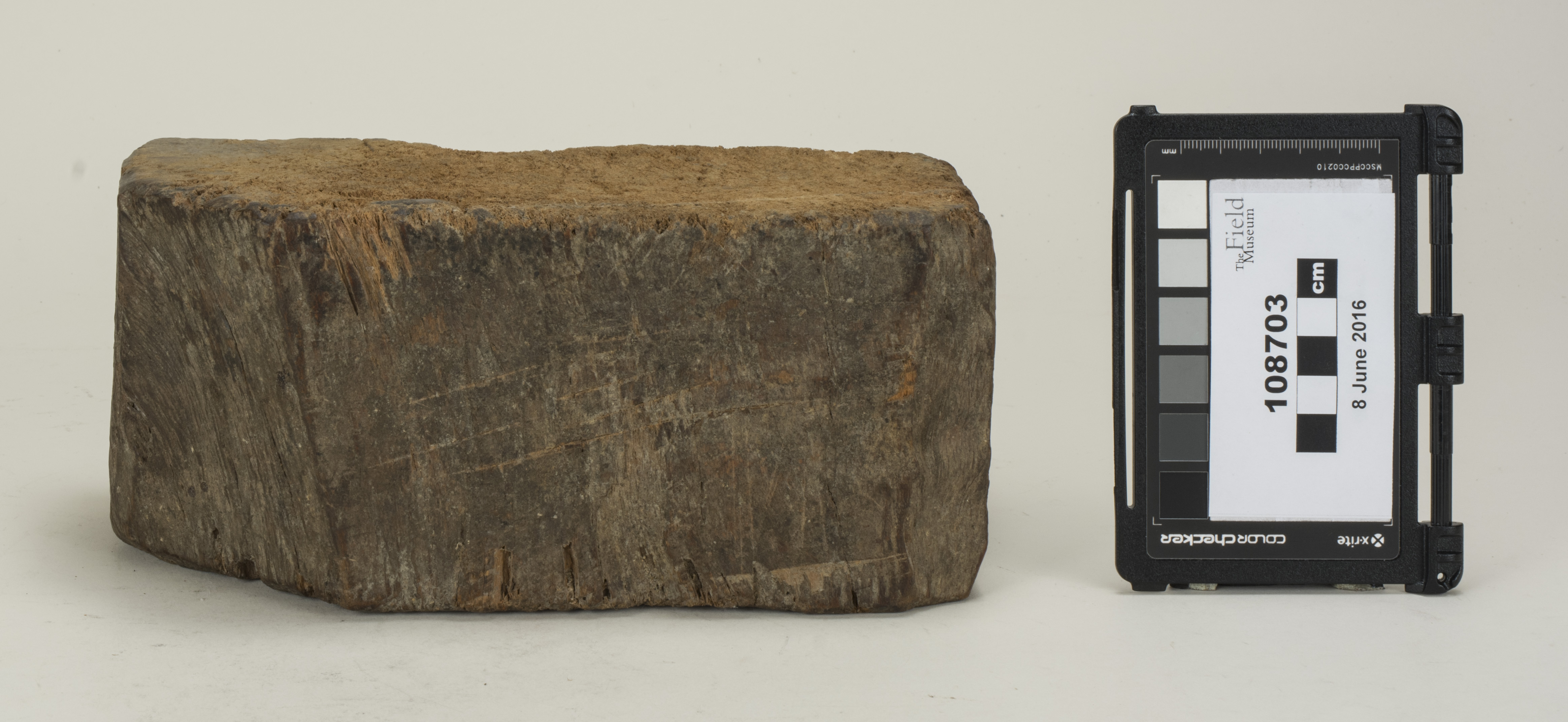 Front (c) Field Museum of Natural History - CC BY-NC 4.0