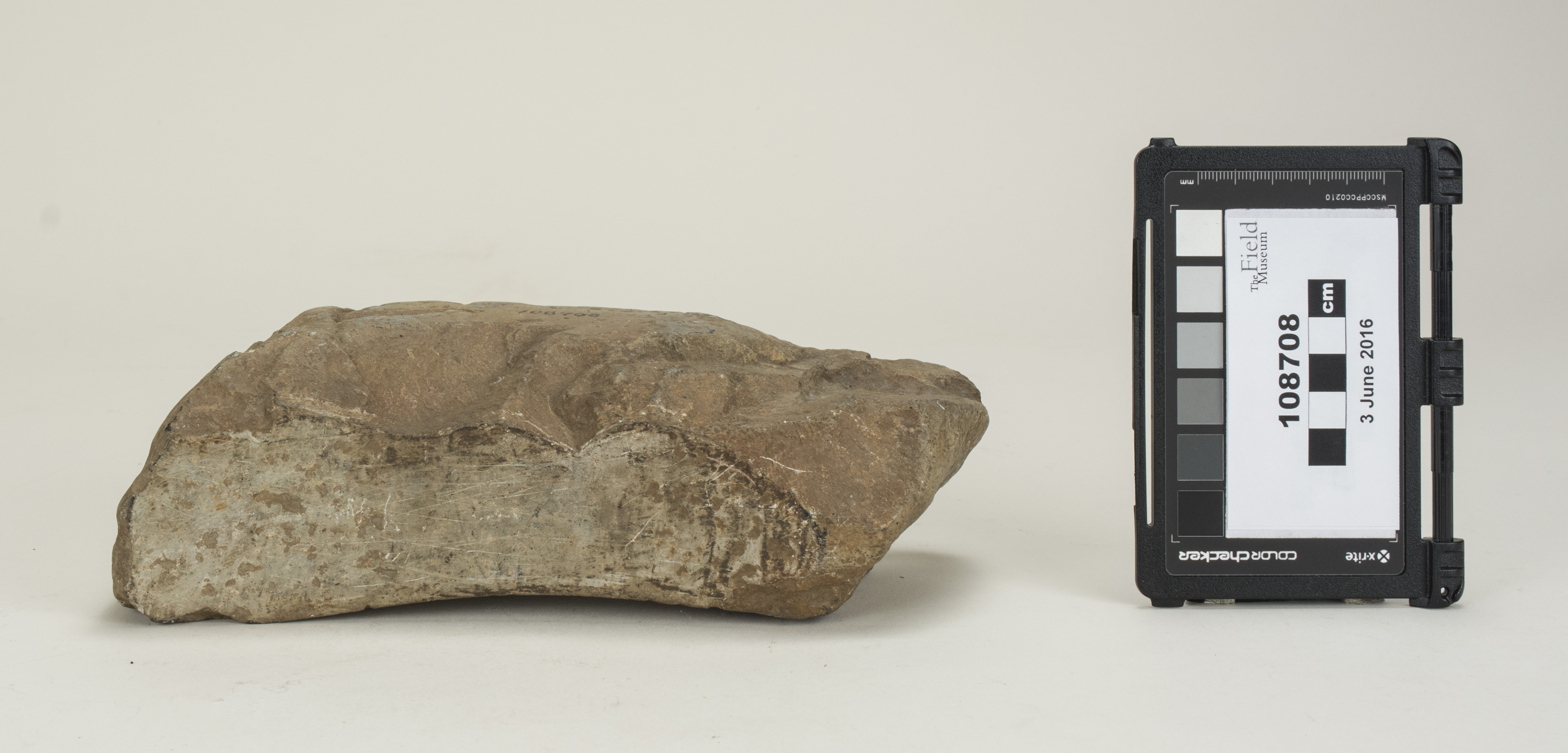 side (c) Field Museum of Natural History - CC BY-NC 4.0