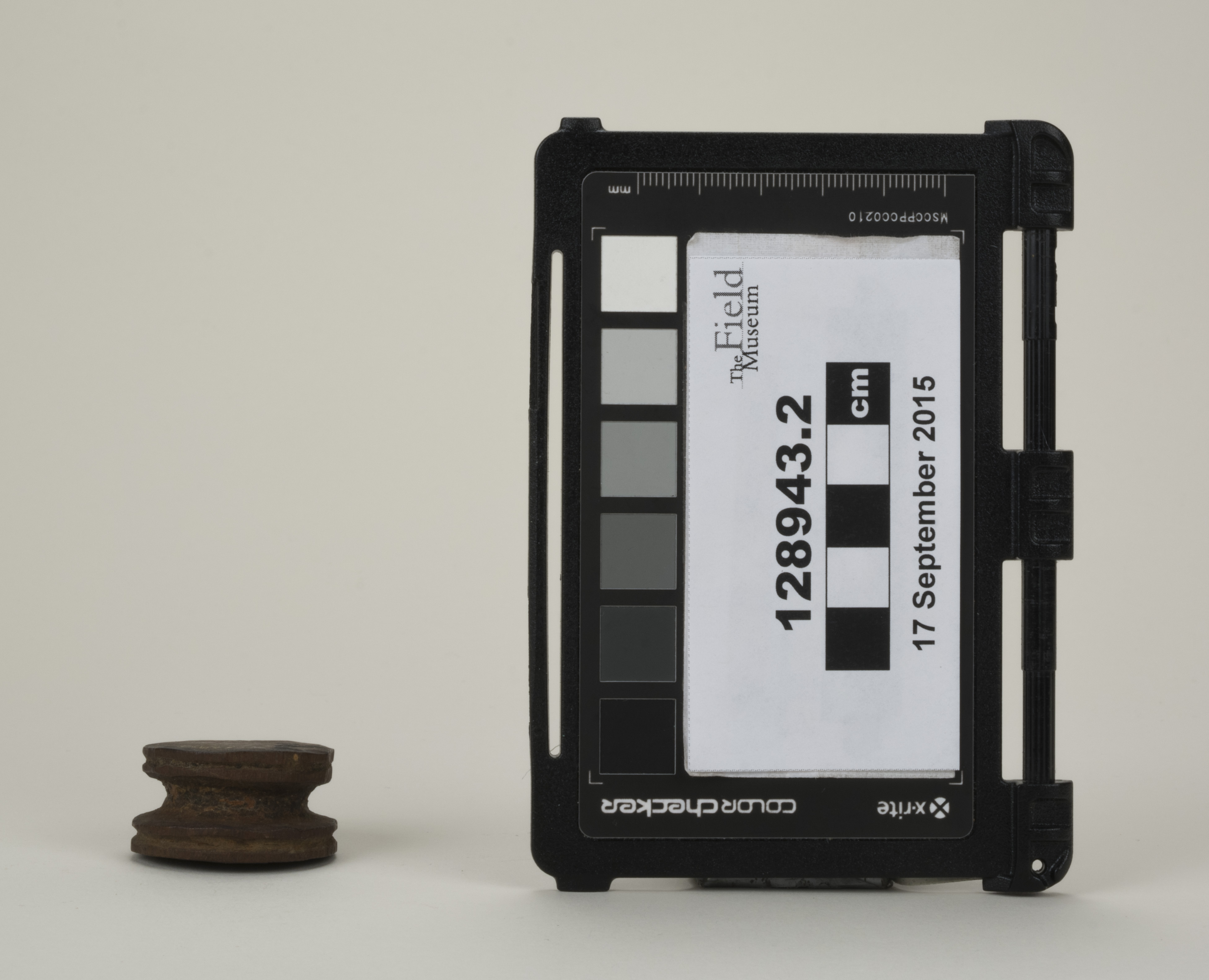 side (c) Field Museum of Natural History - CC BY-NC 4.0