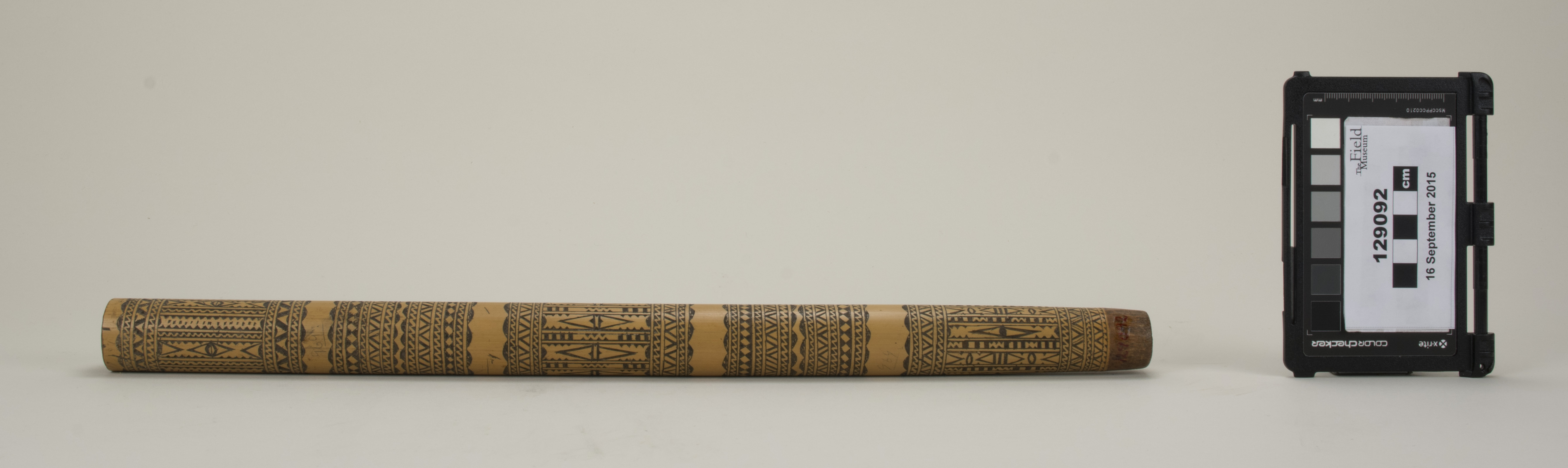 side (c) Field Museum of Natural History - CC BY-NC 4.0