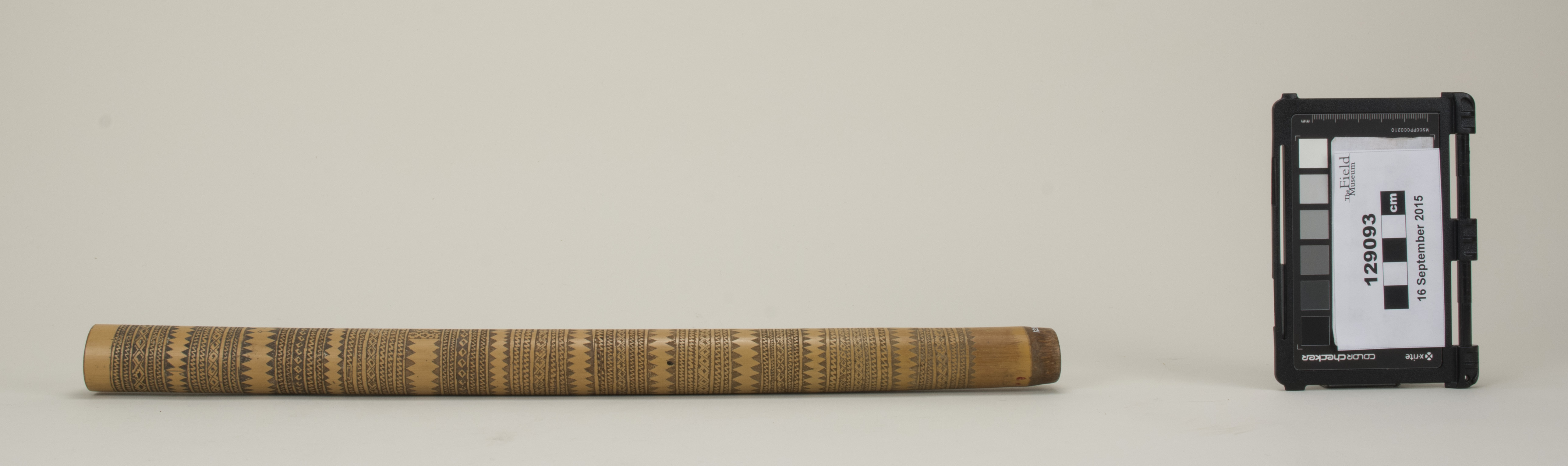 side (c) Field Museum of Natural History - CC BY-NC 4.0