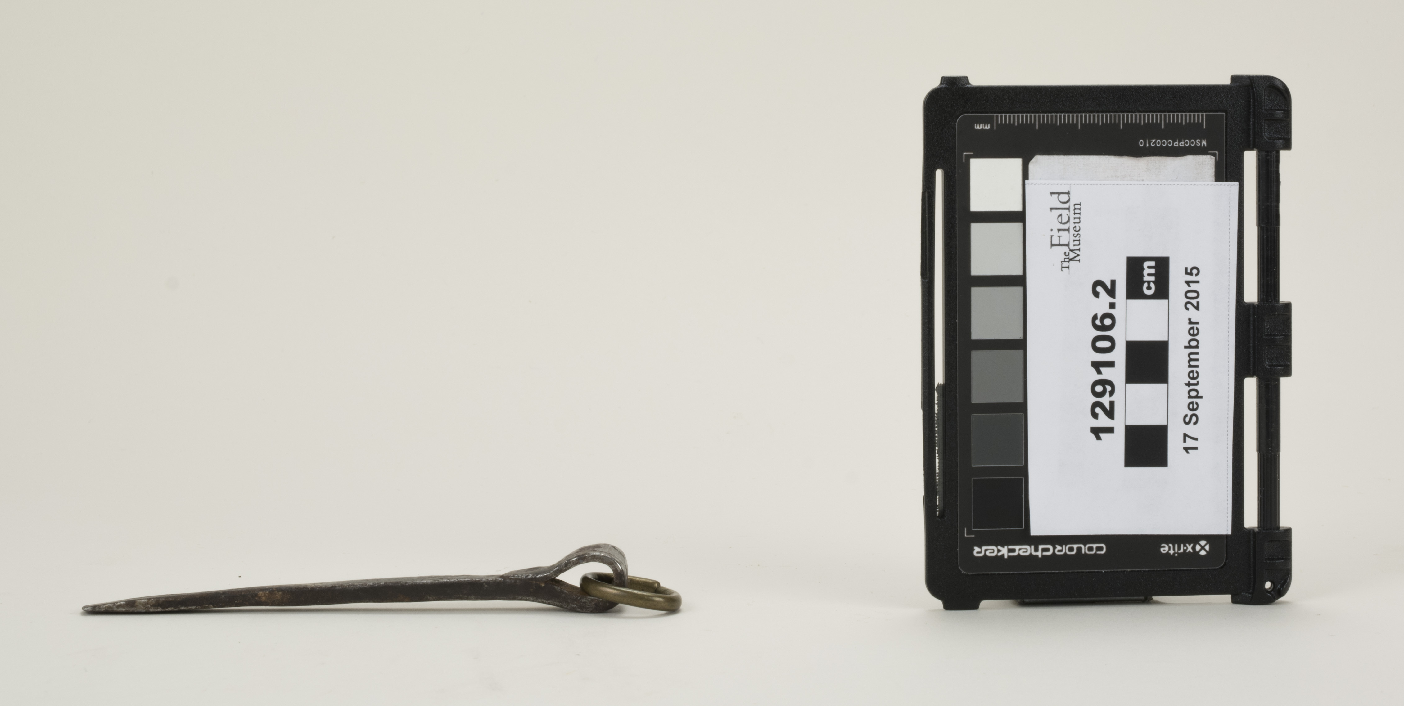 side (c) Field Museum of Natural History - CC BY-NC 4.0