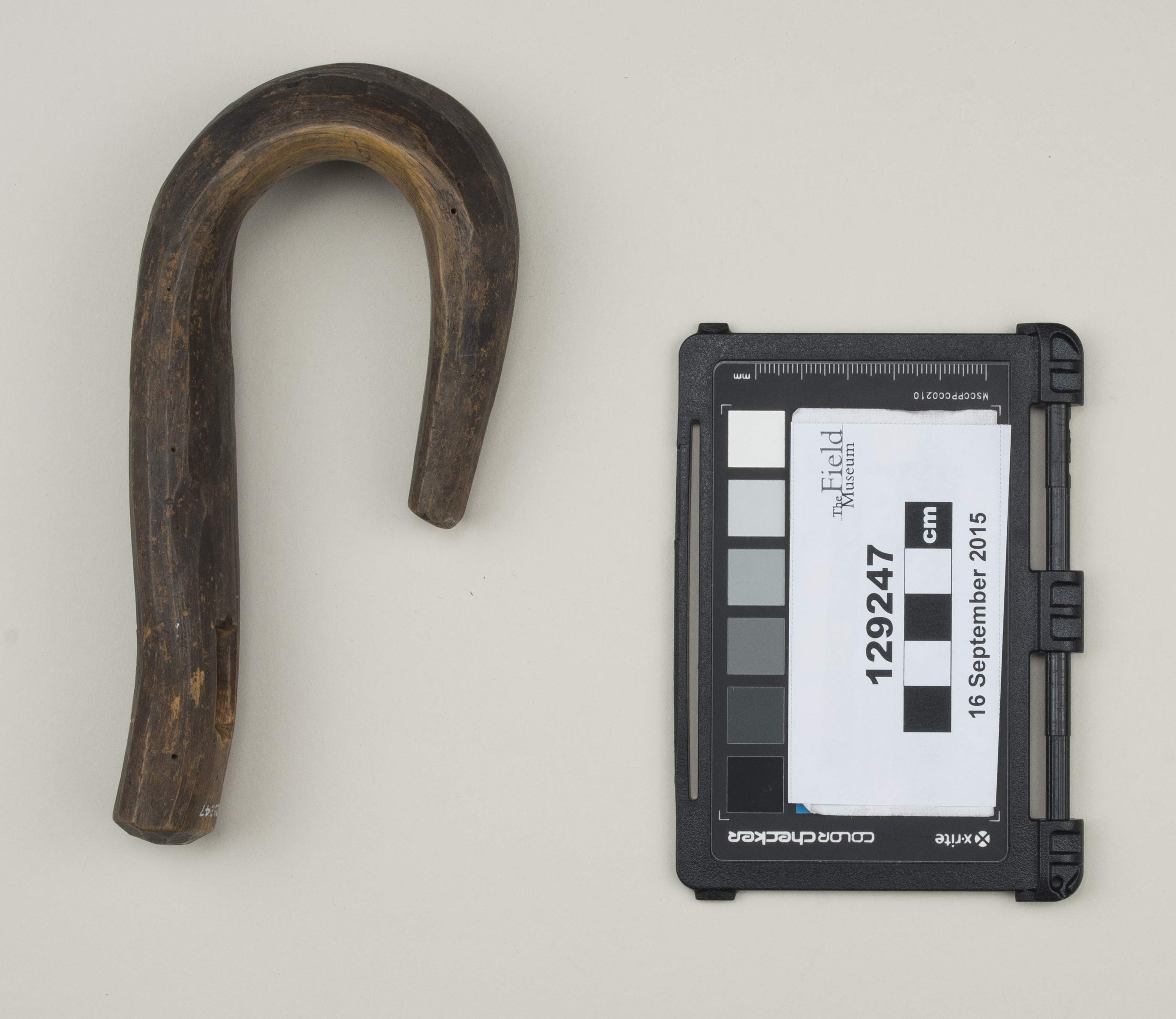 top (c) Field Museum of Natural History - CC BY-NC 4.0