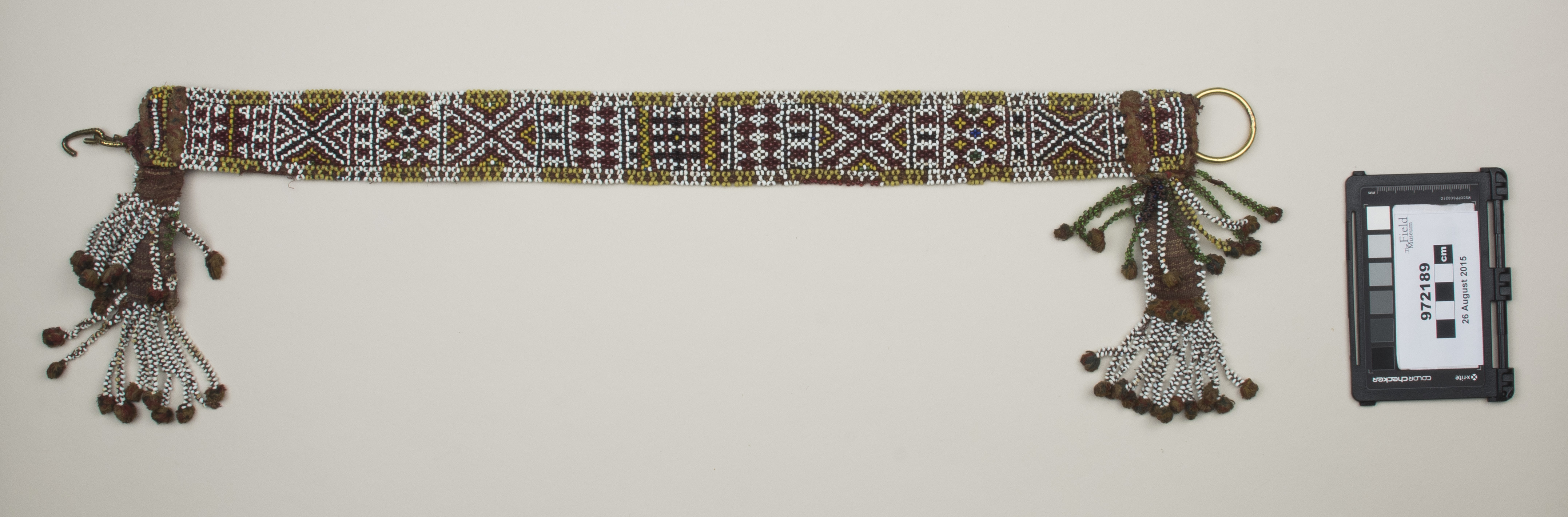 top (c) Field Museum of Natural History - CC BY-NC 4.0